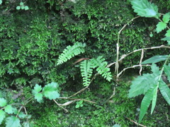 Asplenium tenuicaule