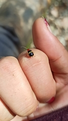 Gynandrobrotica