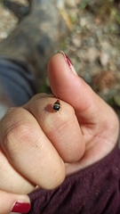 Gynandrobrotica