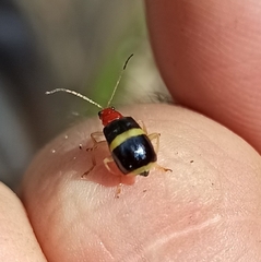 Gynandrobrotica