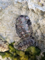 Chitonidae