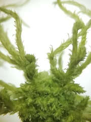 Sphagnum flexuosum