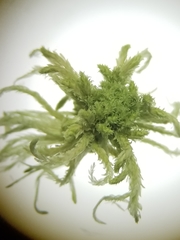 Sphagnum flexuosum