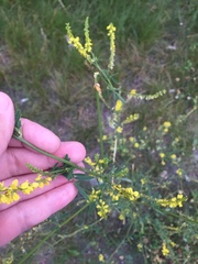 Melilotus officinalis