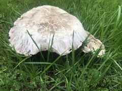 Agaricus