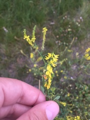 Melilotus officinalis