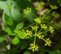 Thaspium barbinode