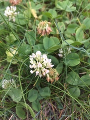 Trifolium repens