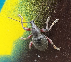 Otiorhynchus clavipes