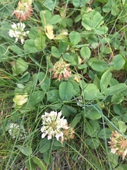 Trifolium repens