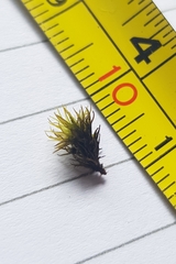 Ptychomitrium polyphyllum