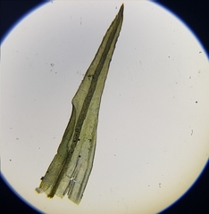 Ptychomitrium polyphyllum