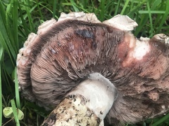 Agaricus