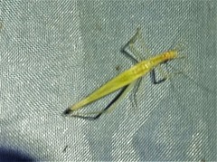 Oecanthus leptogrammus