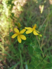 Hypericum perforatum