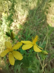 Hypericum perforatum