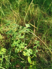 Hypericum perforatum