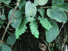 Asplenium tenuicaule
