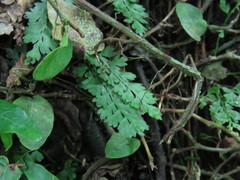 Asplenium tenuicaule