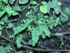Asplenium tenuicaule