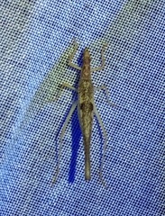 Neoxabea cerrojesusensis