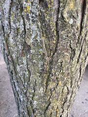 Gleditsia triacanthos