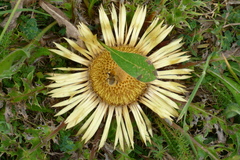 Carlina acanthifolia