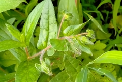 Trichodesma inaequale