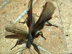 Prisopus berosus