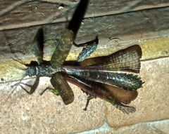 Prisopus berosus