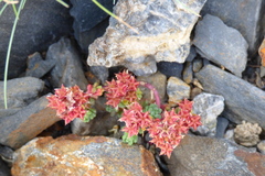 Sedum atratum