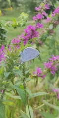 Celastrina argiolus