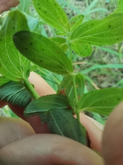 Hypericum perforatum