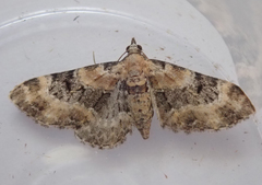 Eupithecia pulchellata