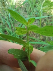 Hypericum perforatum
