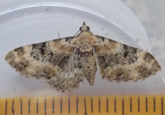 Eupithecia pulchellata