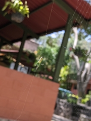 Leucauge