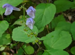 Scutellaria serrata
