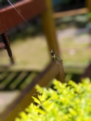 Leucauge