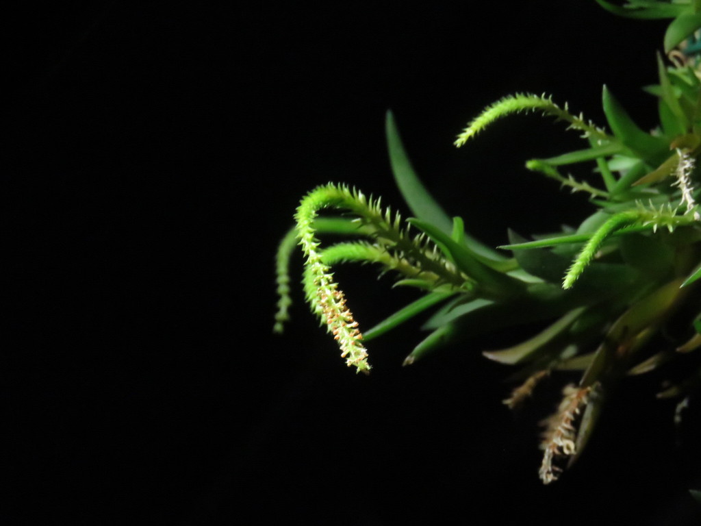 Oberonia japonica