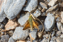 Hesperia comma
