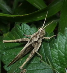 Xyleus discoideus angulatus