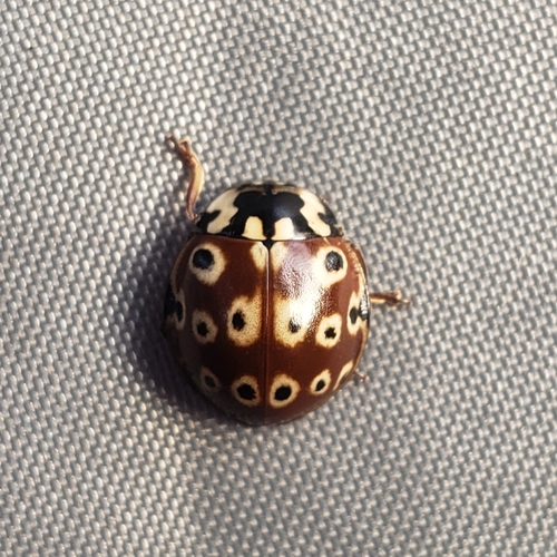 Eye-spotted Lady Beetle photographed in Maine