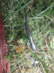 Aneides klamathensis