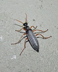 Epicauta fulvicornis