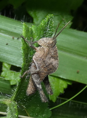 Xyleus discoideus angulatus