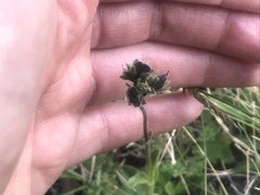 Veronica bellidioides