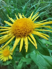 Pentanema britannica