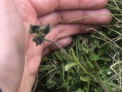 Veronica bellidioides