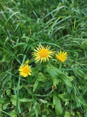 Pentanema britannica